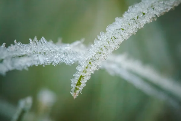 Close-up van winter rijm en waterdrops — Stockfoto