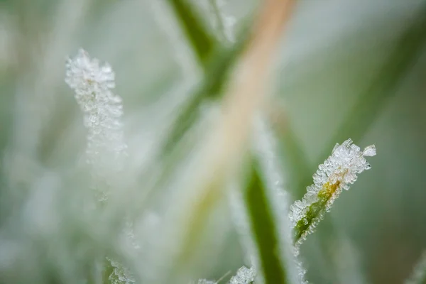 Penutup musim dingin hoarfrost dan tetes air — Stok Foto