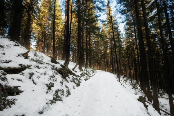 Belle photo d'hiver ensoleillée prise dans les montagnes Beskid — Photo