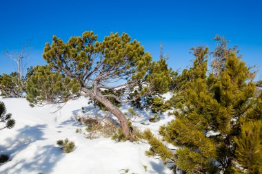 Beautiful winter sunny photo taken in Beskid mountains clipart