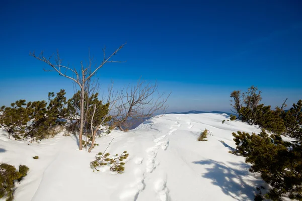 Mooie winter zonnige foto genomen in beskid bergen — Stockfoto