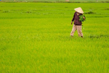 Beautiful green landscape with rice farmers in conical hat in Hoi An, Vietnam. Rural scenery photo taken in south east Asia.