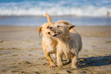 Vietnam 'ın kumlu sahillerinde Hoi An' da çekilen güzel köpekler. 