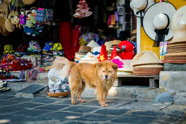 Beautiful Oriental Architecture Vietnam Taken Hoi Old Quarter — 스톡 사진