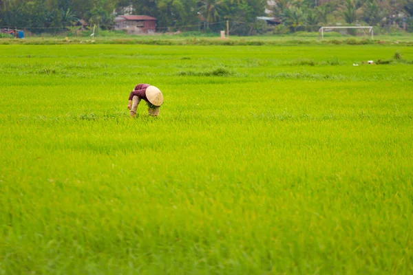 Beautiful Green Landscape Rice Farmers Conical Hat Hoi Vietnam Rural — Fotografia de Stock