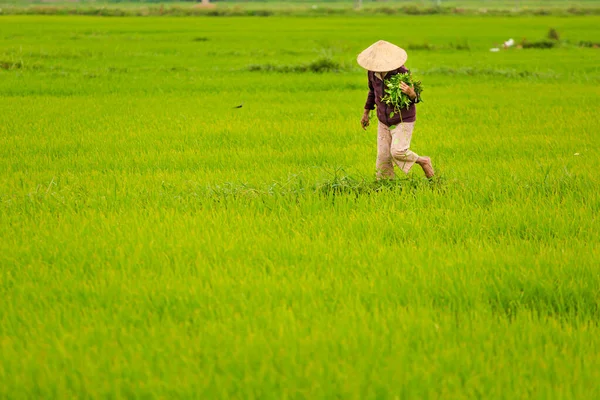 Schöne Grüne Landschaft Mit Reisbauern Konischem Hut Hoi Vietnam Foto — Stockfoto