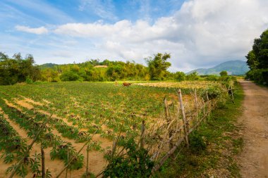 Phong Nha, Vietnam - February 2020 : Beautiful green vivid  landscape in National Park Phong Nha Ke Bang, Rural scenery