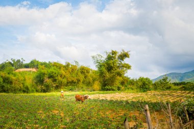 Phong Nha, Vietnam - February 2020 : Beautiful green vivid  landscape in National Park Phong Nha Ke Bang, Rural scenery