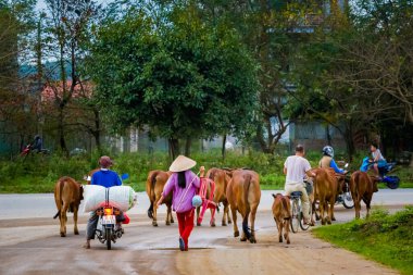 Tam Coc, Vietnam - march 2020 : Beautiful landscape  in Ninh Binh, Vietnam. Rural scenery photo taken in south east Asia.
