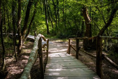 Bulgaristan, Burgaz 'da güzel Ropotamo doğa koruma alanının yaz fotoğrafı. 