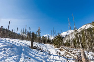 Güzel Polonya batı Tatry dağları kışın manzarası. Güneşli bir manzara - Dolina Koscieliska Vadisi