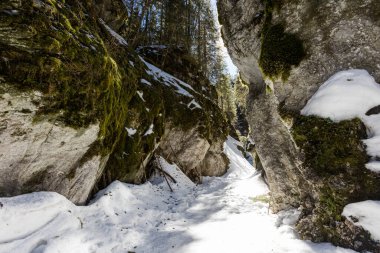 Güzel Polonya batı Tatra dağları kışın manzarası. Güneşli manzara - Krakow Vadisi karla kaplı