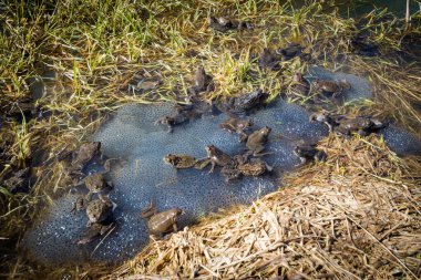 Güzel Polonya batı Tatry dağları kışın manzarası. Güneşli bir manzara - Dolina Koscieliska Vadisi