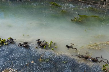 Güzel Polonya batı Tatry dağları kışın manzarası. Güneşli bir manzara - Dolina Koscieliska Vadisi