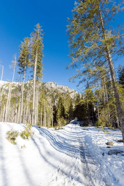 Gyönyörű Lengyel Nyugattatry Hegyek Táj Télen Napfényes Panoráma Dolina Koscieliska — Stock Fotó