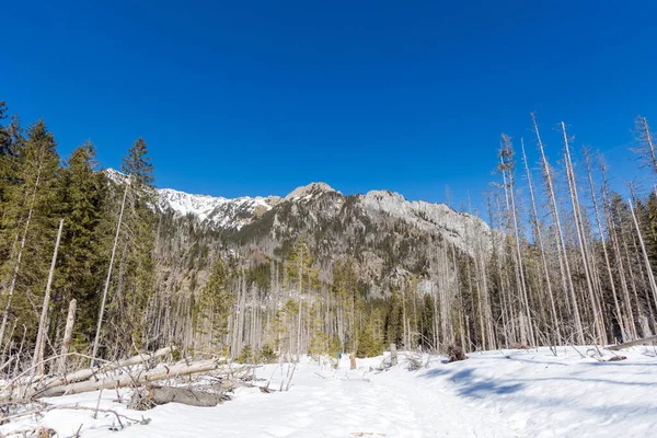 Mooie Polish Westtatry Bergen Landschap Tijdens Winter Zonnig Panorama Dolina — Stockfoto