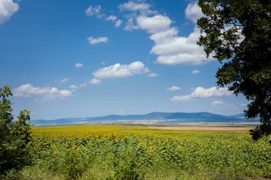Bulgaristan 'da mavi gökyüzü olan köy ayçiçeği tarlalarının güzel yaz manzarası.