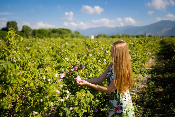 Summer Rose Valley Festival Time Kazanluk Bulgaria Young Pretty Woman — 图库照片