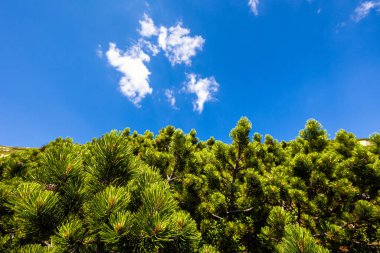 Chopok ve Dumbier Dağı 'nın etrafındaki Slovakya' nın alçak Tatra dağlarında Stefanika sığınağı olan güzel bir patika. Harika hava ve mavi gökyüzü ile yaz manzarası