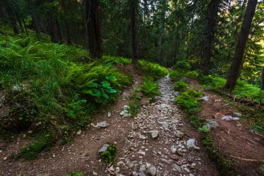 Beautiful path around Chopok and Dumbier mountain with Stefanika shelter  - in slovakian low Tatra mountains. Summer panorama with great weather and blue sky