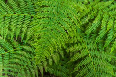 Chopok ve Dumbier Dağı 'nın etrafındaki Slovakya' nın alçak Tatra dağlarında Stefanika sığınağı olan güzel bir patika. Harika hava ve mavi gökyüzü ile yaz manzarası