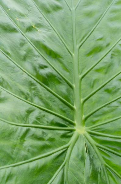 Foglia con venature che mostrano consistenza — Foto Stock