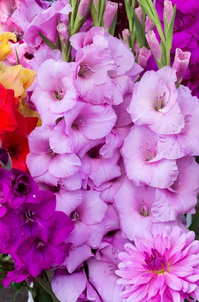 Flores de gladiolo en plena floración — Foto de Stock