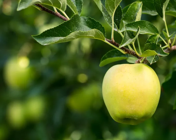 Золоте смачне яблуко, що висить на дереві Стокова Картинка