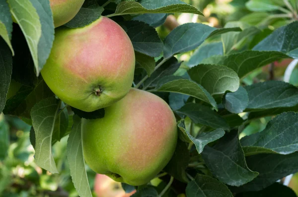 Яблука на дереві в саду — стокове фото