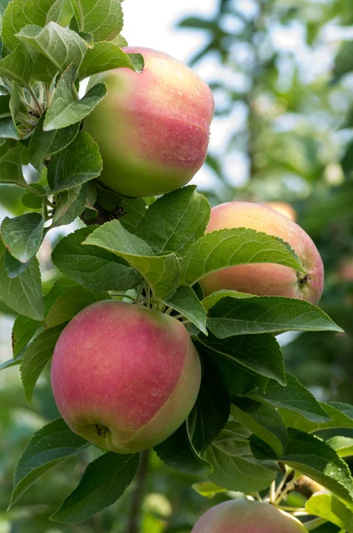 Maturare mele fresche sull'albero — Foto Stock