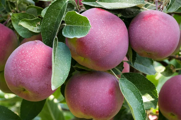 Rote Äpfel auf dem Baum im Obstgarten — Stockfoto