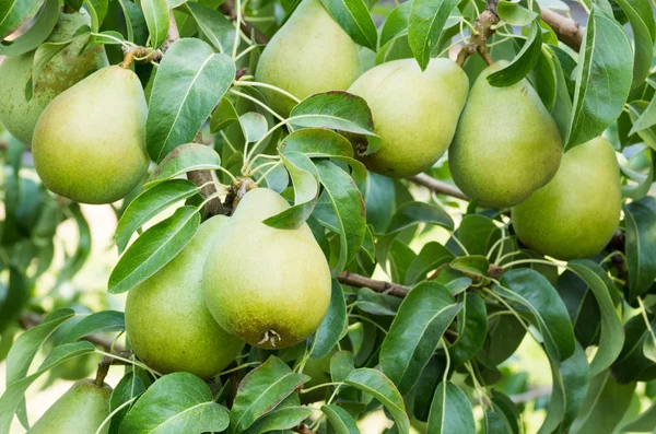 Ripe Bartlett pears on the tree — Stock Photo, Image