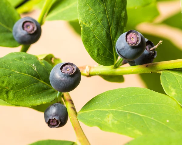 Wild Huckleberries and leaves — Stock Photo, Image