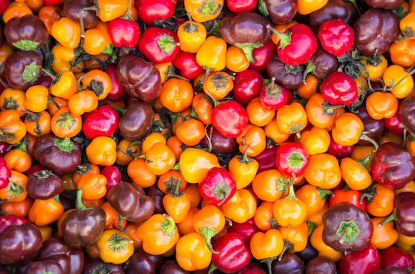 Fresh colorful hot peppers — Stock Photo, Image
