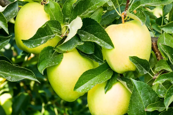 Goldene köstliche Äpfel auf dem Baum — Stockfoto