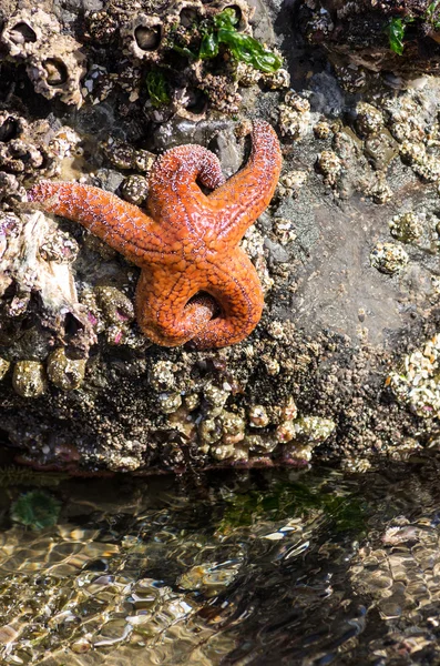 Seesterne klammern sich in einem Gezeitenpool an Felsen — Stockfoto