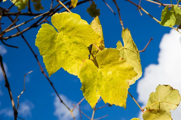 Foglie di uva gialla contro il cielo blu — Foto Stock