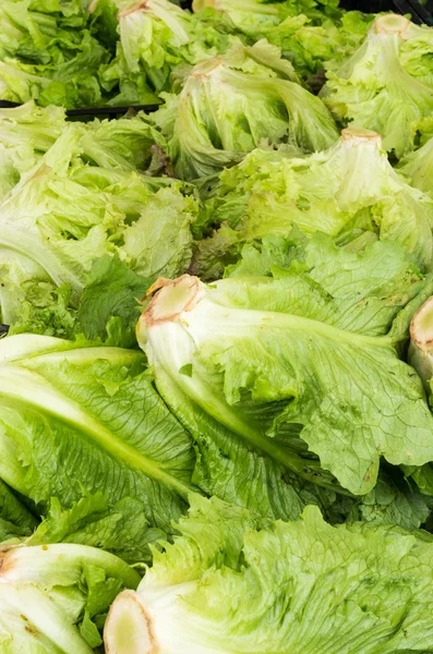 Display of fresh leaf lettuce — Stock Photo, Image