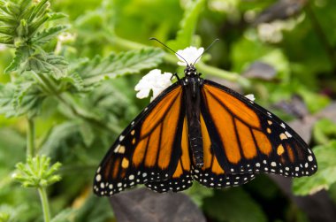 Monarch kelebek çiçek üzerinde dinlenme