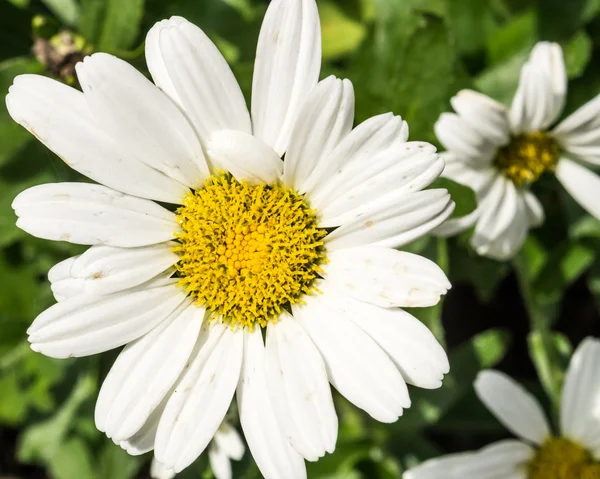 Белые ромашки цветут в саду — стоковое фото