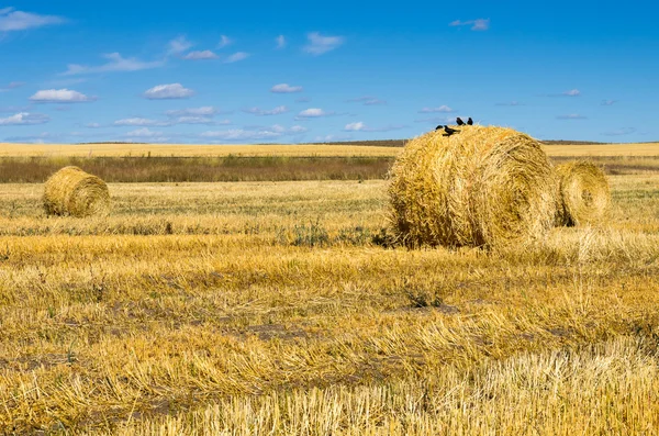 Balíky slámy v poli s ptáky — Stock fotografie