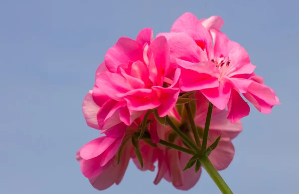 Gerânio rosa contra um céu azul — Fotografia de Stock