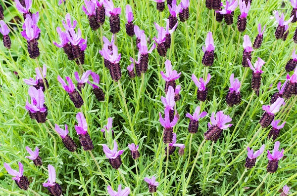 Bakgrund av blommor och stjälkar — Stock fotografie