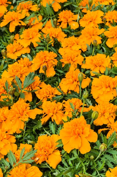Marigold flowers on display — Stock Photo, Image