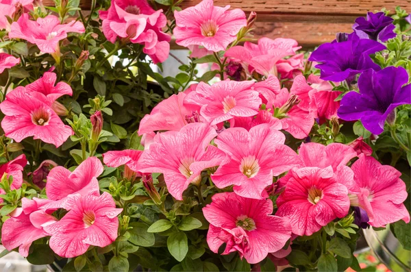 Pink petunia flowers on display — Stock Photo, Image