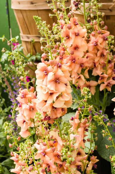 Aslanağzı çiçek sepeti — Stok fotoğraf