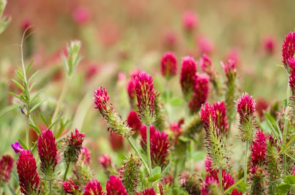 Kırmızı yonca bitki alanında çiçeklenme