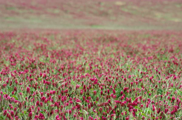 Gebied van rode klaver bloemen als achtergrond — Stockfoto