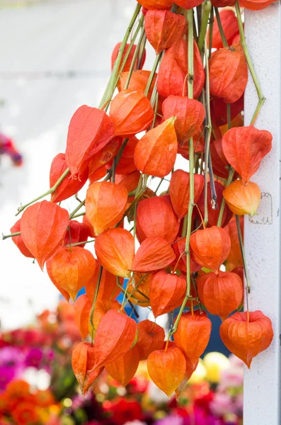 中国のランタンの花のアレンジメント — ストック写真