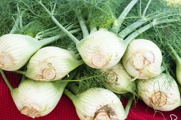 Fresh fennel at the market — Stock Photo, Image